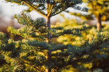 fir trees in a Christmas tree lot 