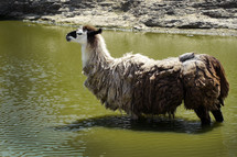 llama in water