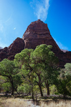 rock formation and trees in a desert canyon 