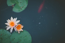 koi in a pond next to lotus flower and lily pad