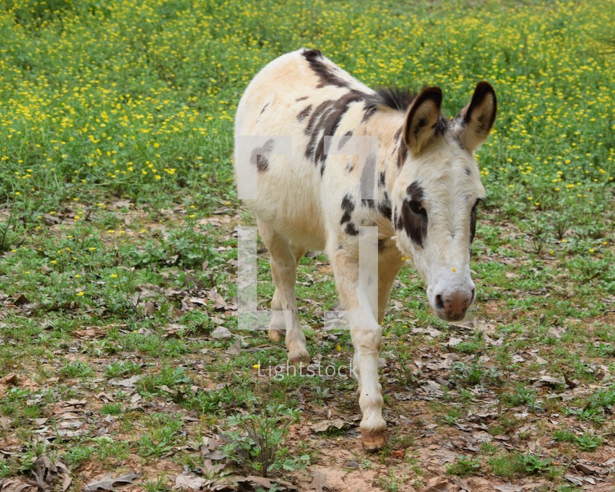 a donkey in a field 