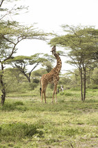 Giraffe stretching his neck to eat leaves from a tree.