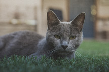 A gray cat laying in the grass