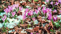 Spring Crocus flowers bloom and snow melting in forest meadow Growing Time-lapse
