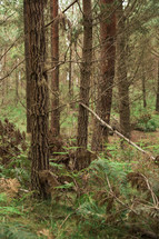 trees in a forest and ferns on the ground 