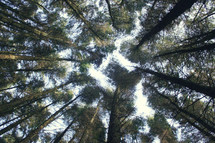 looking up to the top of trees 