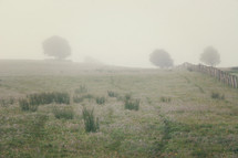 Mist on a grassy meadow.