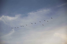 Birds flying in formation.