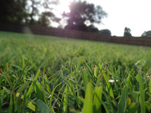 Close up of grass blades in lawn on sunny summer day