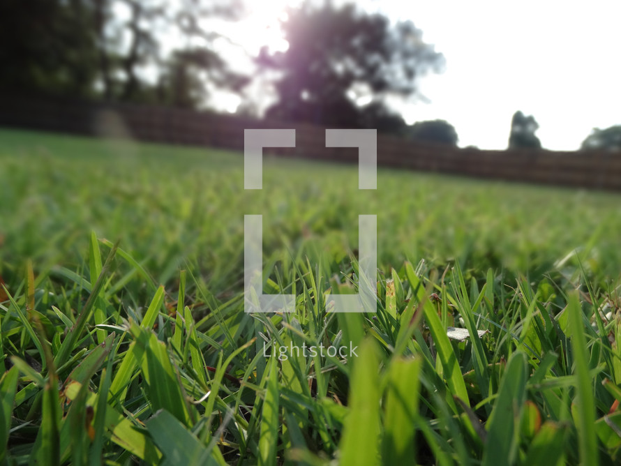 Close up of grass blades in lawn on sunny summer day