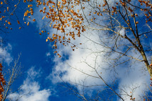 fall leaves on branches against a blue sky 