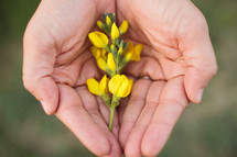 cupped hands holding yellow wildflowers 