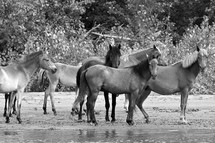 Herd Of Wild Horses in Forest near Danube River, Romania