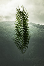 Palm frond in front of a hill 
