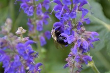 bee on a purple flower 