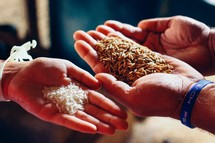 cupped hands holding rice grains 