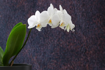 White Phalaenopsis Orchid and dew drops
