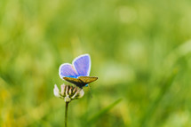 butterfly and green background 