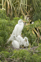 Mother stork with babies in the bushes.