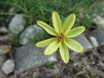 Yellow flower growing in garden