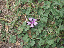 purple malva sylvestris aka mallows flower bloom