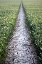 path through a field 