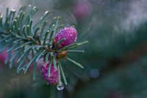 pink pine cones 
