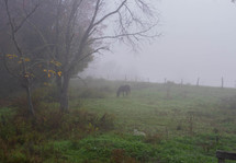 horse grazing on a foggy field 