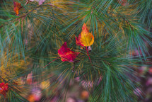 red and gold fall leaves in green pine needles 