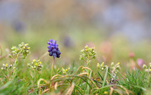 Blue Grape Hyacinth, Muscari armeniacum flowers in Macin Mountains, Romania
