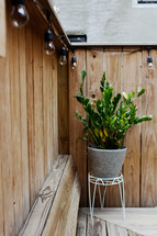 potted plant on a back deck 