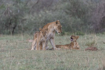 mother lioness and her cubs 