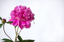 fuchsia flower in a vase on a white background 