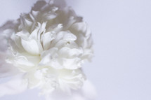 white flower on a white background 