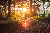 bright sunlight in a forest 