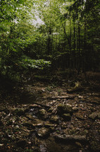 stream through a forest 