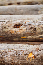 lichen on a log 