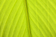 veins in a green leaf