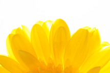 petals of a yellow gerber daisy against a white background 