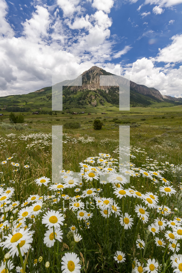 daisies in a meadow and mountain peak 