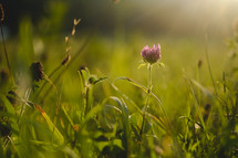 pink wildflower in a meadow 