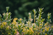 green leaves on a bush 