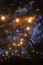 Outdoor party lights shown against trees and a sky at dusk