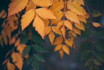 Yellow autumn leaves, Green and yellow leaves, Autumn maple leaves, autumn landscape