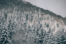 White snow-covered spruce trees in winter