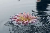 Lotus flower on the water surface after rain