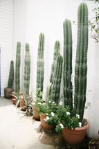 tall potted cacti 
