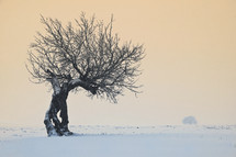 Isolated tree in the winter in Macin Mountains, Romania