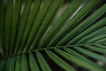 green palm fronds 