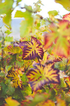 yellow and red leaves 